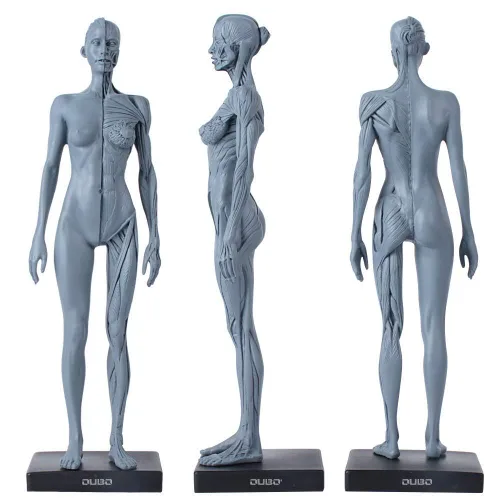Dental Nueva Anatomía Anatómica Femenina Cráneo Cabeza Cuerpo Modelo Músculo Hueso (11.8 in) Altura