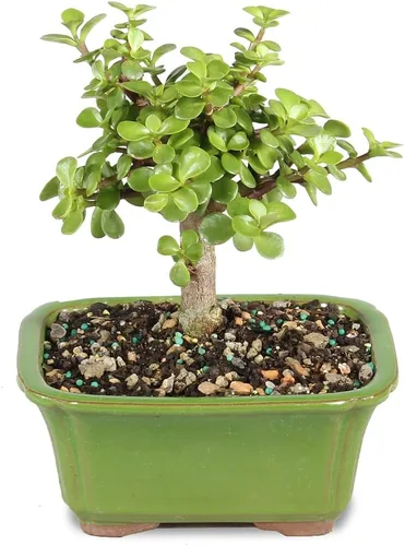 Miniatura 10 de Brussel's Bonsai Árbol bonsái de jade enano vivo, para interiores, pequeño, 3 años de edad, 5 a 8 pulgadas de alto, maceta decorativa de cerámica