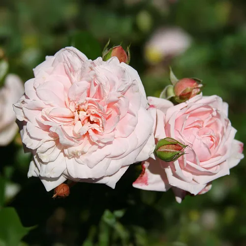 Miniatura 14 de Rosas trepadoras de reliquia, planta de raíz propia viva para jardín al aire libre, Aloha, muy fragantes, zonas de rusticidad 5 a 10, floración