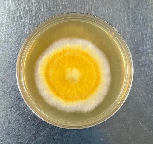 Miniatura 4 de Root Mushroom Farm- Extracto de malta Agar(MEA)