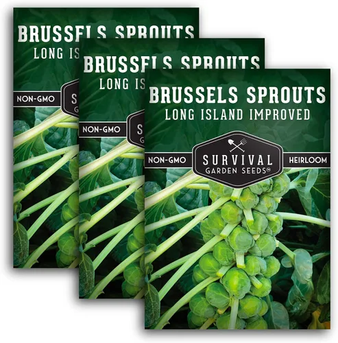 Miniatura 11 de Survival Garden Seeds - Coles de Bruselas mejoradas de Long Island para plantar - 2 paquetes con instrucciones para plantar y cultivar deliciosos