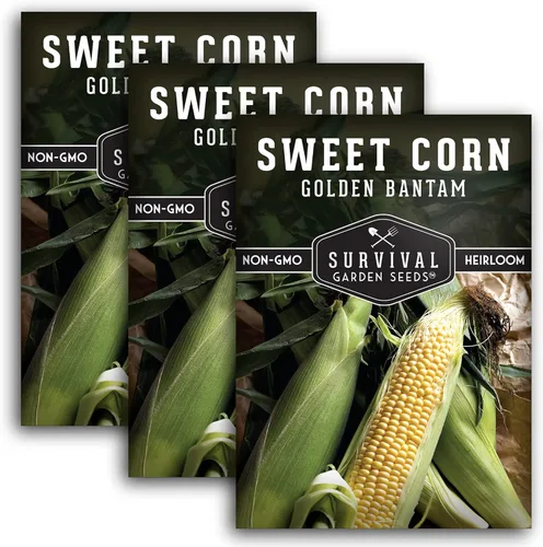 Miniatura 11 de Golden Bantam - Semilla de maíz dulce para plantar, 1 paquete con instrucciones para cultivar, cultiva maíz amarillo al aire libre en el huerto