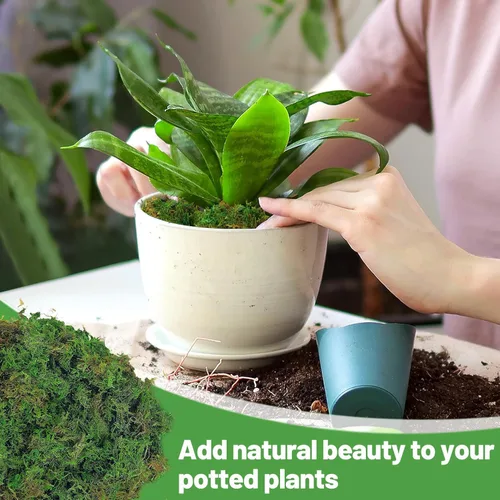 Miniatura 4 de Musgo verde natural de 5 onzas para plantas de interior, musgo real de bosque seco para manualidades, jardines de hadas artificiales, mosswall