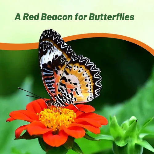 Miniatura 6 de Outsidepride Red Torch - Semillas de girasol mexicano, 1000 semillas anuales Tithonia, de crecimiento rápido, tolerantes al calor y a la sequía