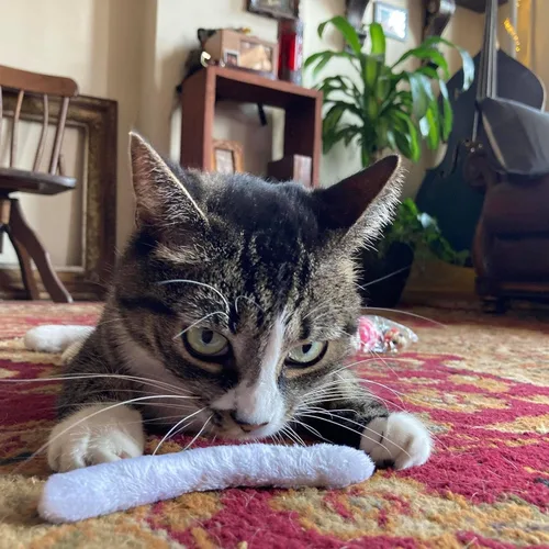 Miniatura 2 de Smokey's Stash Botella de hierba gatera de 2 onzas con juntas preenrolladas rellenas de nip para gatos, 5 juntas por paquete