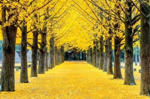Miniatura 5 de 25 semillas de ginkgo biloba, hojas únicas de ginkgo raras, semillas de árbol de culantrillo amarillo brillante