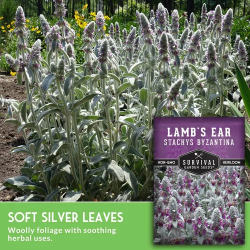 Miniatura 3 de Semillas de oreja de cordero para plantar, 1 paquete con instrucciones para plantar y cultivar plantas de orejas de cordero, betonía lanuda