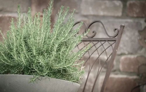 Miniatura 13 de Guardería Greenwood: Plantas Perennes Vivas - Rosa de Bath + Dianthus Gratianopolitanus - [Cantidad: 1x Maceta de Pinta]