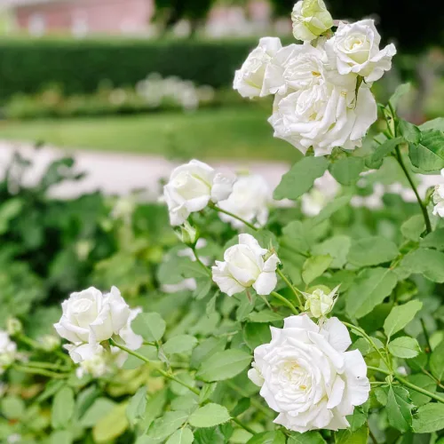 Miniatura 5 de Planta de rosa viva para plantar en interiores y exteriores, 5-10 pulgadas de alto, flores fragantes bien enraizadas, arbusto de rosas (rosa blanca)