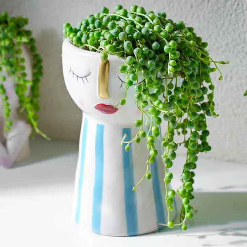 Miniatura 3 de Cadena de perlas (10 cm), plantas suculentas vivas, plantas suculentas completamente enraizadas en macetas con tierra, planta de interior de fácil