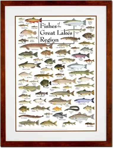 Miniatura 5 de Earth Sky + Water - Peces de la región de los Grandes Lagos - Pósters de doble estera con marco negro