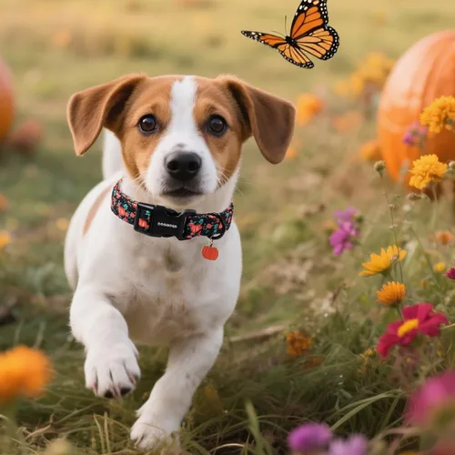 Miniatura 4 de DOGWONG Collar de otoño para perro, collar de calabaza floral ajustable suave para Halloween, collar de perro para mascotas, lindo collar