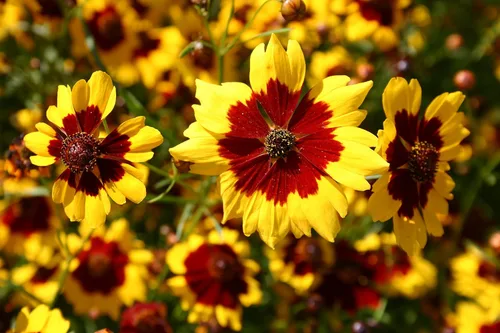Miniatura 3 de Coreopsis Plains Tall Seed, 100 semillas de flores, amarillo brillante con centros rojos.