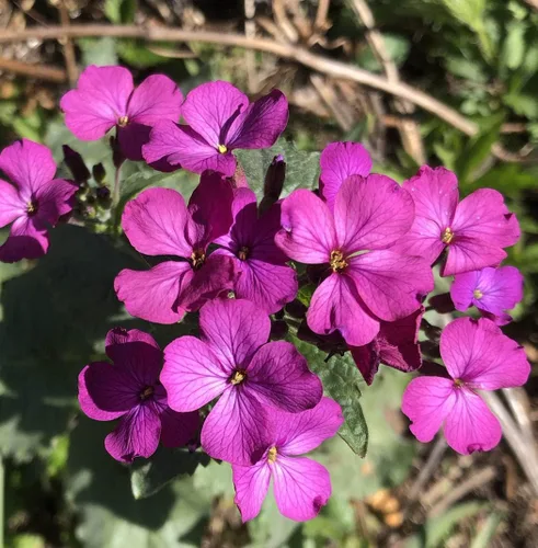 Miniatura 2 de Smoke Camp Crafts Semillas orgánicas de plantas de dinero (Lunaria Annua Violet) 25 semillas (0.02 oz) - Honesty, Moneywort, Moonwort, Silver Dollar