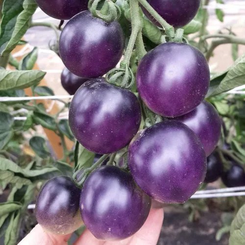 Semillas Raras Tomate Indigo Rose American Blue Medium Vegetal para plantar Heirloom Non GMO