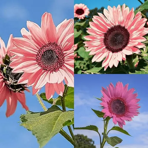 50 semillas de girasol rosa sin OMG para plantar, alta tasa de germinación, variedad de flores tradicionales para tu hermoso jardín instrucciones de