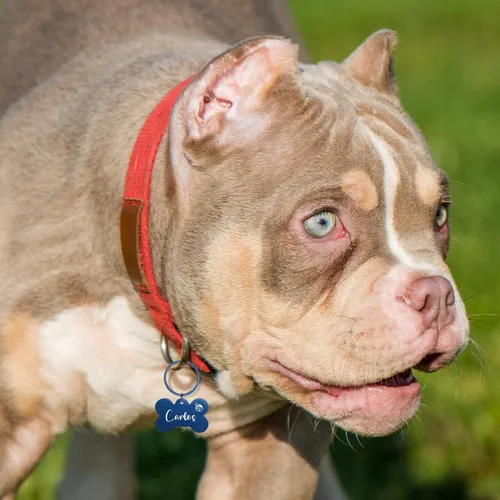 Miniatura 7 de Etiquetas para perros grabadas para mascotas, etiquetas personalizadas con forma de hueso, etiqueta de identificación de mascota de acero inoxidable