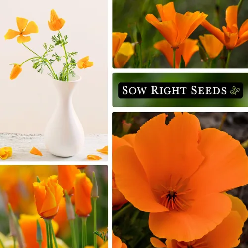 Miniatura 4 de Sow Right Seeds - Semillas de amapola de California para plantar - Paquete de semillas de reliquia sin OMG con instrucciones para cultivar un
