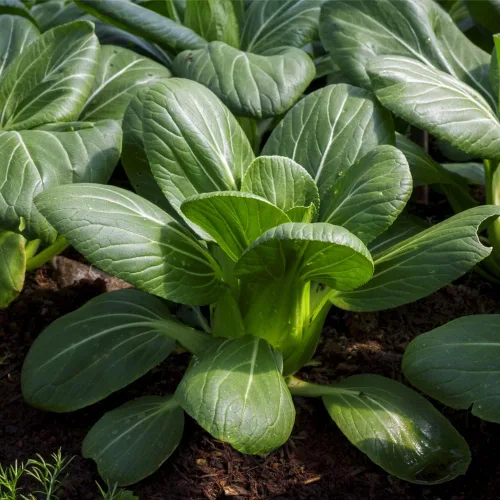 Miniatura 5 de Pak Choi (Bak Choi) (100 semillas)