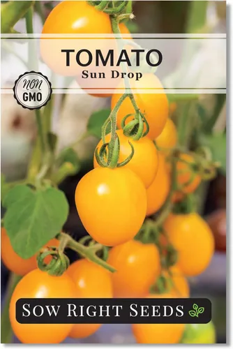 Sow Right Seeds - Semillas de tomate Sun Drop para plantar - Variedad indeterminada sin OMG - Ideal para jardines al aire libre - Fácil de cultivar