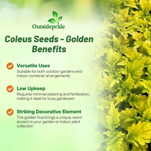 Miniatura 3 de Outsidepride 100 semillas anuales Coleus Wizard Golden Follage House Plant o Garden Flower Seeds