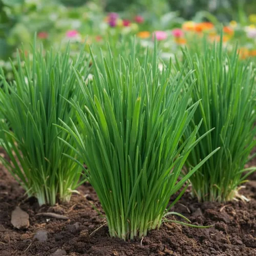 Semillas de cebollino de ajo - 500 semillas para plantar - Hierba perenne para jardín y cocina