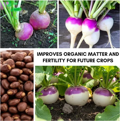 Miniatura 5 de Semillas de nabo moradas a granel – 20 libras – Brassica Rapa Purple Top Nabo para parcelas de alimentos, forraje de ciervos y cultivos de cobertura
