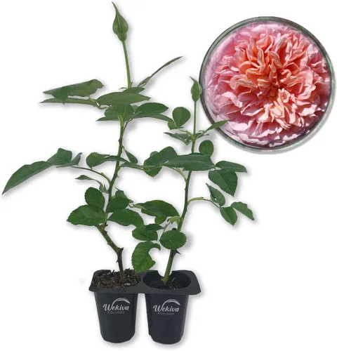 Miniatura 8 de Abraham Darby Rose Bush - Planta de inicio vivo en una maceta de 2 pulgadas, rosa herencia bellamente fragante de Florida, una belleza versátil