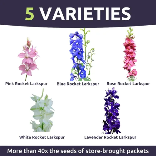 Miniatura 3 de Rocket Larkspur Imperial Mix - Bolsa a granel de 1/4 libra - 30,000 semillas de flores para plantar - Consolida ajacis