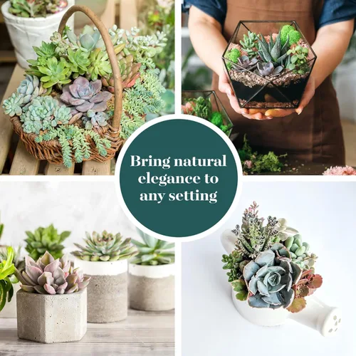 Miniatura 6 de 4 plantitas, de Shop Succulents, colección variada, tonos pastel