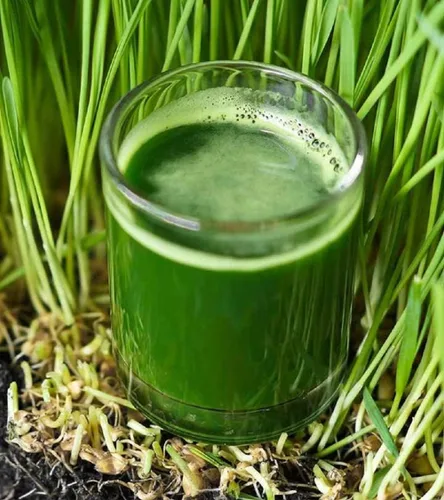 Miniatura 4 de Semillas de pasto de trigo para brotar microverdes, 8 onzas, una rica fuente de vitaminas y minerales y nutrientes que promueven la salud.