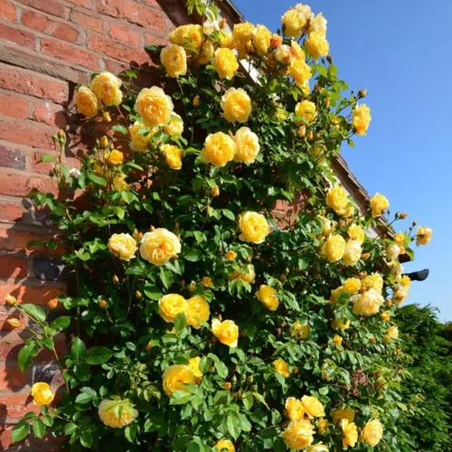 Miniatura 6 de Plantas vivas de rosas trepadoras, rosales listos para plantar, sin maceta, podados, bien enraizados, de 6 a 8 meses de edad (Fourth of July)