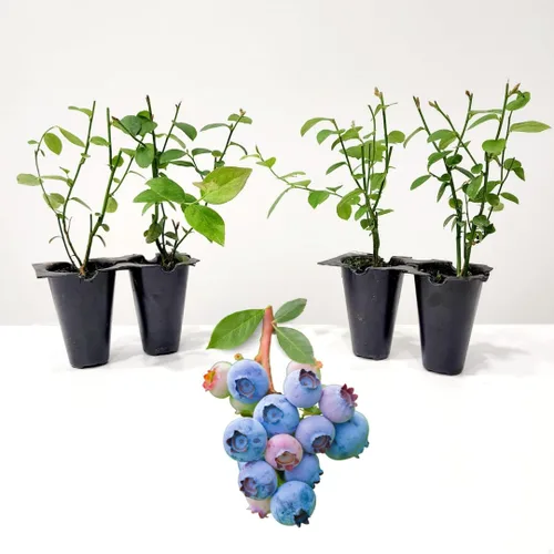 Miniatura 6 de Planta de Arándano Rosa Limón Viva en venta (Paquete de 4) Plantas fáciles de cultivar Planta de fruta comestible para vida sostenible Cultiva