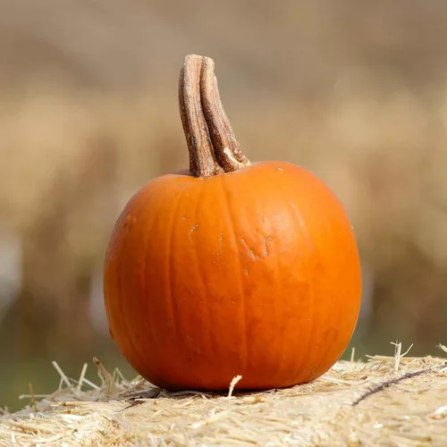 Miniatura 13 de Eden Brothers Semillas de calabaza – Semillas gigantes sin OMG del Atlántico para plantar, paquete Semillas vegetales de alto rendimiento y rápido
