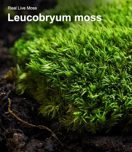 Miniatura 5 de Musgo vivo – Musgo leucobryum (2 hojas, cada una aprox. 3.5 x 7 pulgadas) para terrarios, bonsái, plantas en maceta y arte de musgo natural