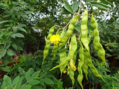 Miniatura 3 de Paloma PEA conocida como/Gandules/Gungo jamaicano/Congo Guisantes 100+semillas - reliquia
