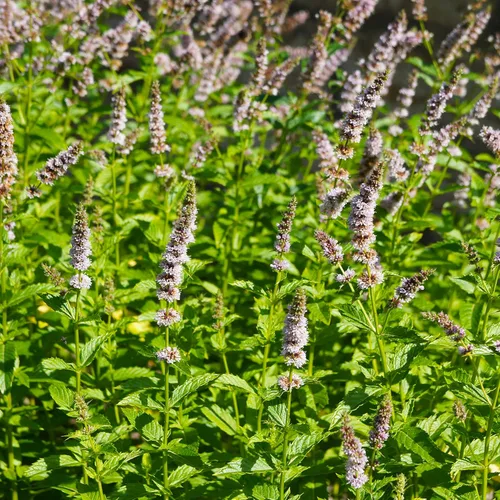Miniatura 7 de Outsidepride Semillas de menta verde – 10,000 piezas de semillas de hierbas de menta perennes, aromáticas, fáciles de cultivar para plantar