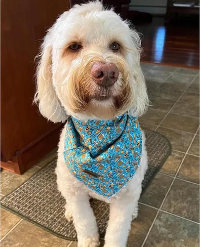 Miniatura 2 de Lionheart Glory Bandana para perro, bufanda azul para perro, estampado de cerveza, ajustable para perros pequeños a grandes