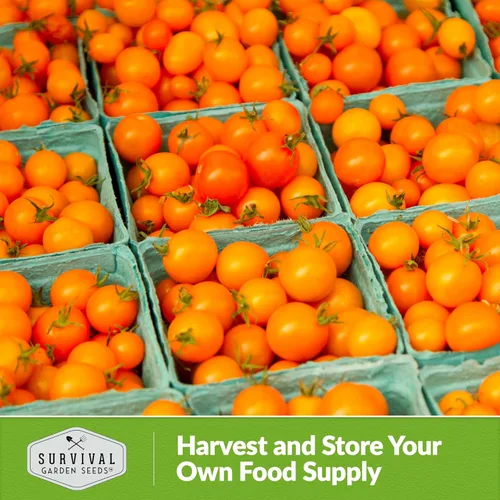 Miniatura 5 de Semilla de tomate cereza naranja para plantar, 1 paquete con instrucciones para plantar y cultivar tomates cherry naranja afrutados en el huerto