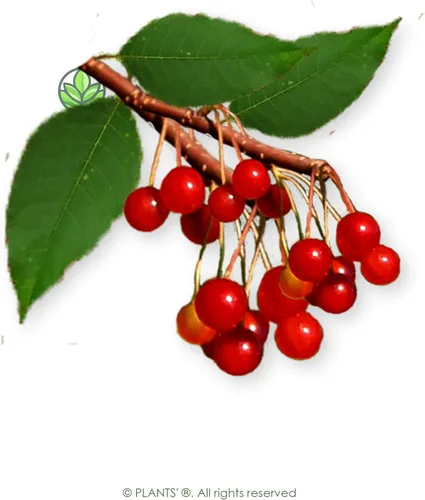 Miniatura 3 de Fire Cherry Tree Semillas Premium Prunus pensylvanica 'Fruit' Plants' (Premium Seeds, 5)