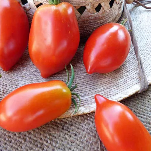Semillas de tomate orgánicas con pasta Amish ~ 25 semillas – Semillas orgánicas, reliquias, polinizadas abiertas, sin OMG, semillas de jardinería