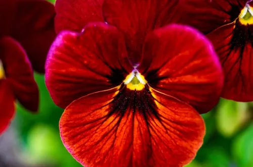 Miniatura 3 de Semillas de Viola Arkwright Ruby Viola Cornuta Pansies Red 40+ Semillas para plantar Planta de Floración Larga