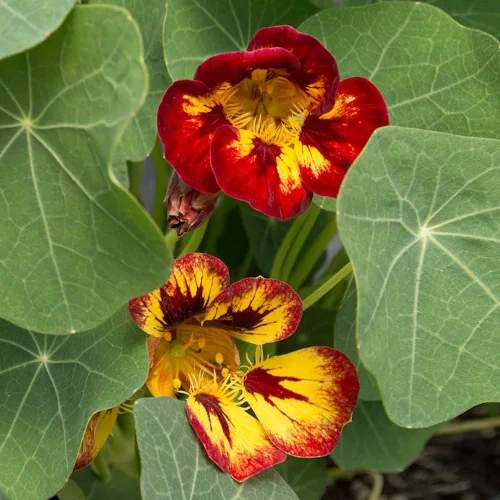 Park Seed Semillas de plantas de flores de capuchina, fáciles de cultivar, perfectas para jardín de primavera, camaleón, paquete de 25