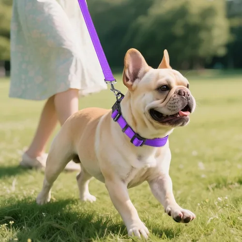 Miniatura 6 de Joytale - Collar reflectante para perro, collar de nailon transpirable con acolchado de neopreno suave para mascotas, ajustable para perros Púrpura