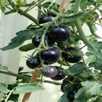 Miniatura 2 de Tomates negros. tomate kumato - 25 semillas - Rebanar tomate - reliquia española