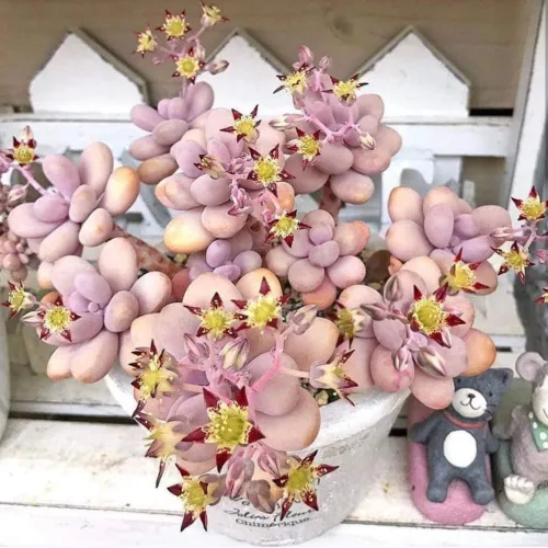 Miniatura 3 de Planta suculenta viva, planta suculenta viva para interiores y exteriores, maceta de 2 pulgadas, planta de interior decorativa de bajo mantenimiento
