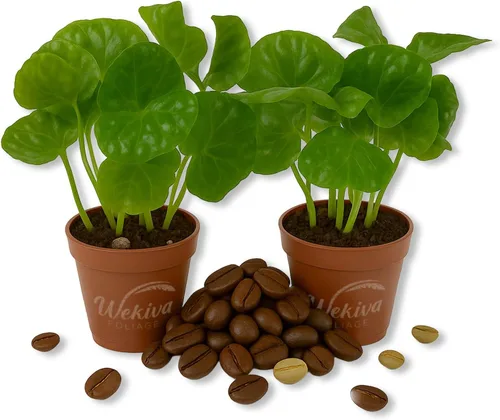 Miniatura 8 de Planta de café – 1 planta de inicio vivo – Coffea Arabica – Hermosa planta de interior de fácil cuidado para el patio y jardín comestibles