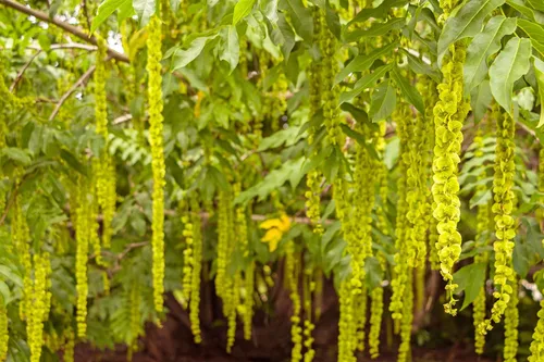 Miniatura 2 de Semillas de árbol de alas caucásicas para plantar (10 semillas) - Pterocarya fraxinifolia