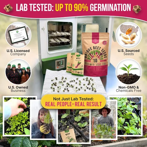 Miniatura 2 de Organo Republic Paquete de 10 semillas de remolacha raras para plantar en interior y exterior – Más de 1625 semillas autóctonas sin OMG