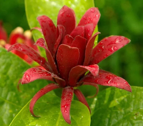 Carolina Allspice (arbusto dulce) - Arbusto de 6 a 18 pulgadas de alto - Maceta de cuarto de galón - Planta viva - Calycanthus floridus